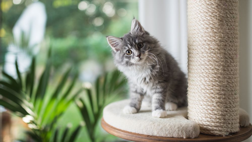 Как ухаживать за котёнком: советы ветеринарного врача